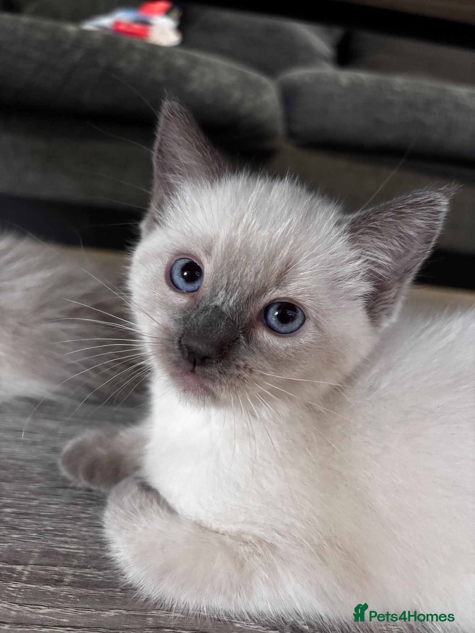Mixed Breed cats RagdollxRussian blue kittens and mum all for sale - Advert 11