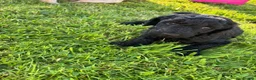 Standard Poodle dogs for sale: Standard Poodle Puppies  in Craigavon - Advert 4
