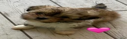 Lhasa Apso dogs for sale: Four Beautiful Lhasa Apso Pups RKC reg GPRA4 Clear - Advert 5