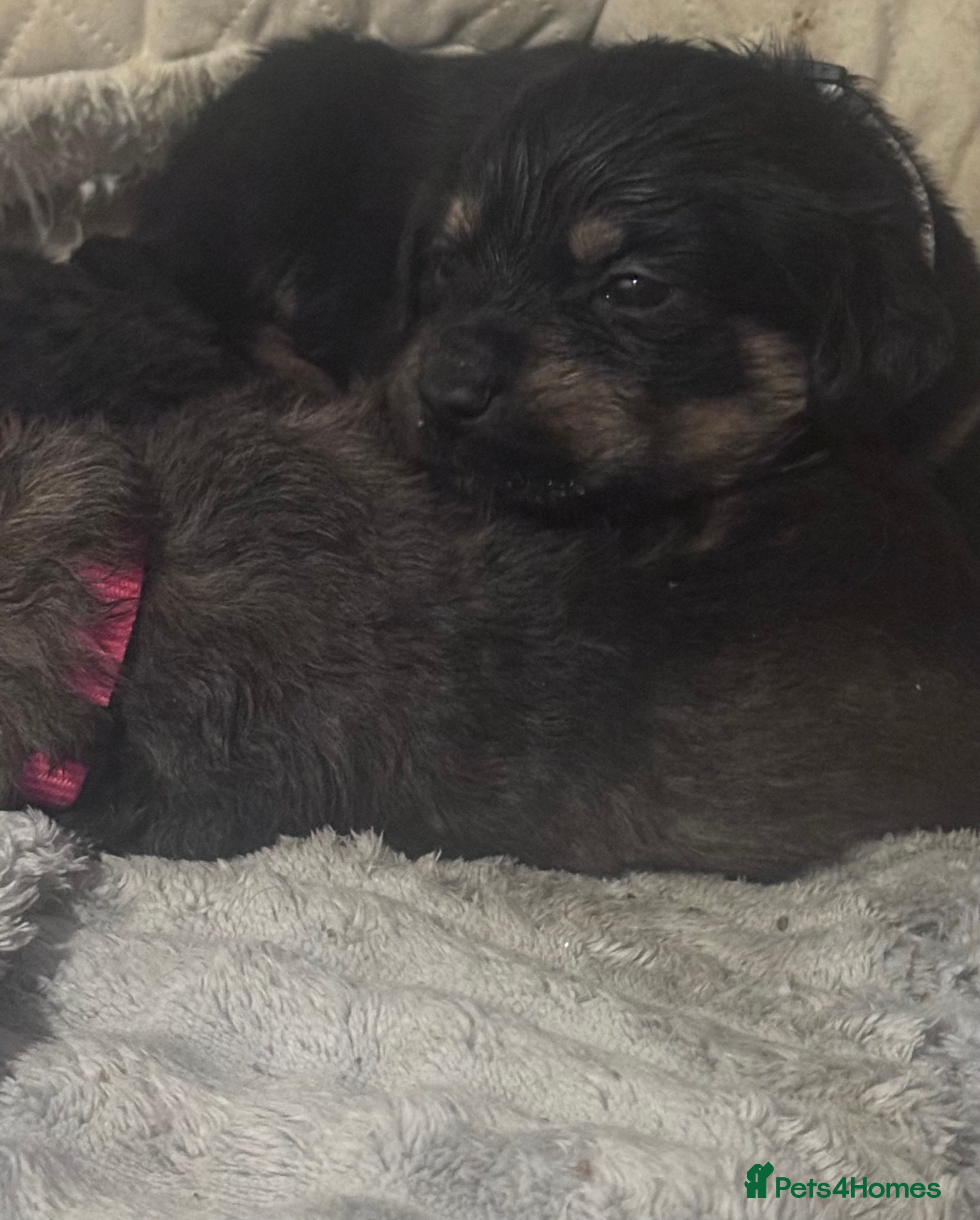 Mixed Breed dogs Rottweiler cross puppies - Advert 1