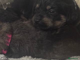 Mixed Breed dogs Rottweiler cross puppies - Advert 1