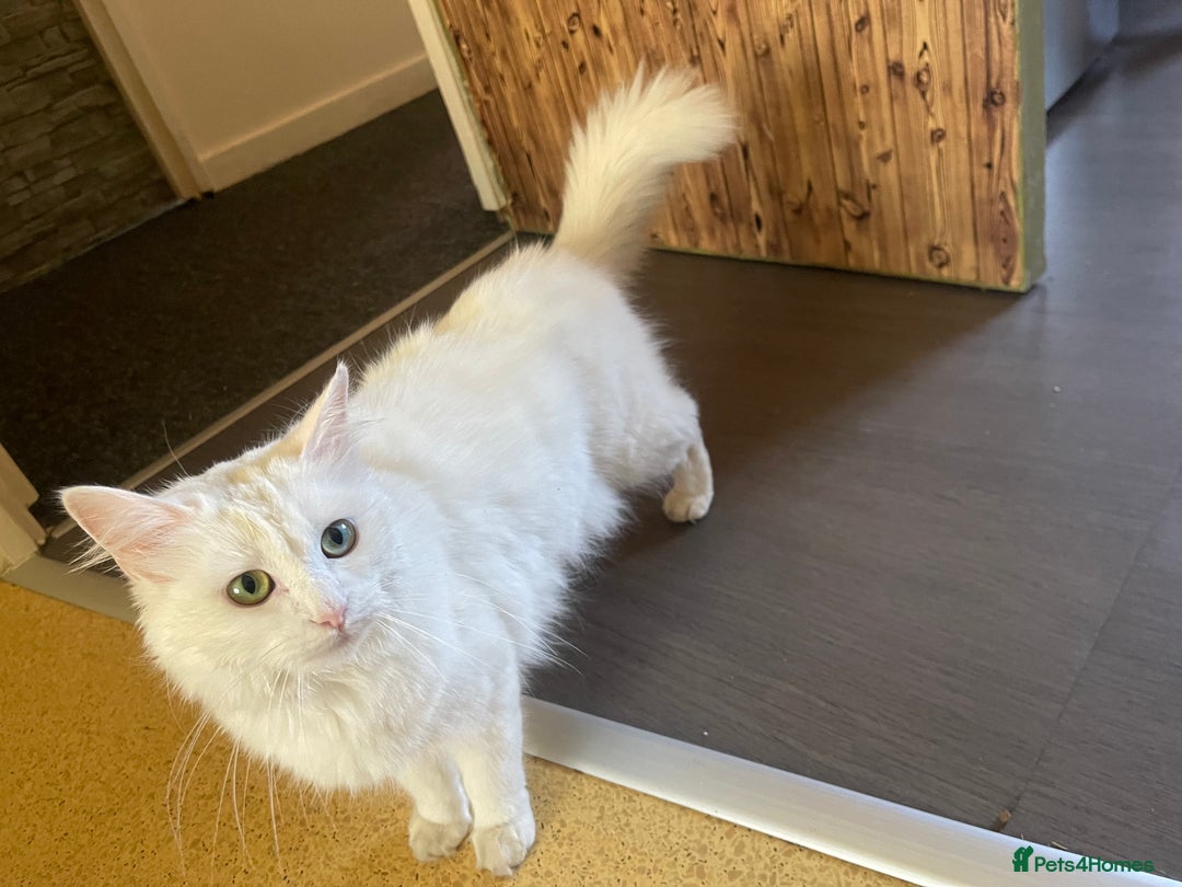 Turkish Angora cats for sale: Beautiful Fluffy Turkish angora  - girl - Image 16