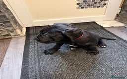 Cane Corso dogs for sale: Cane corso for sale  - Image 8