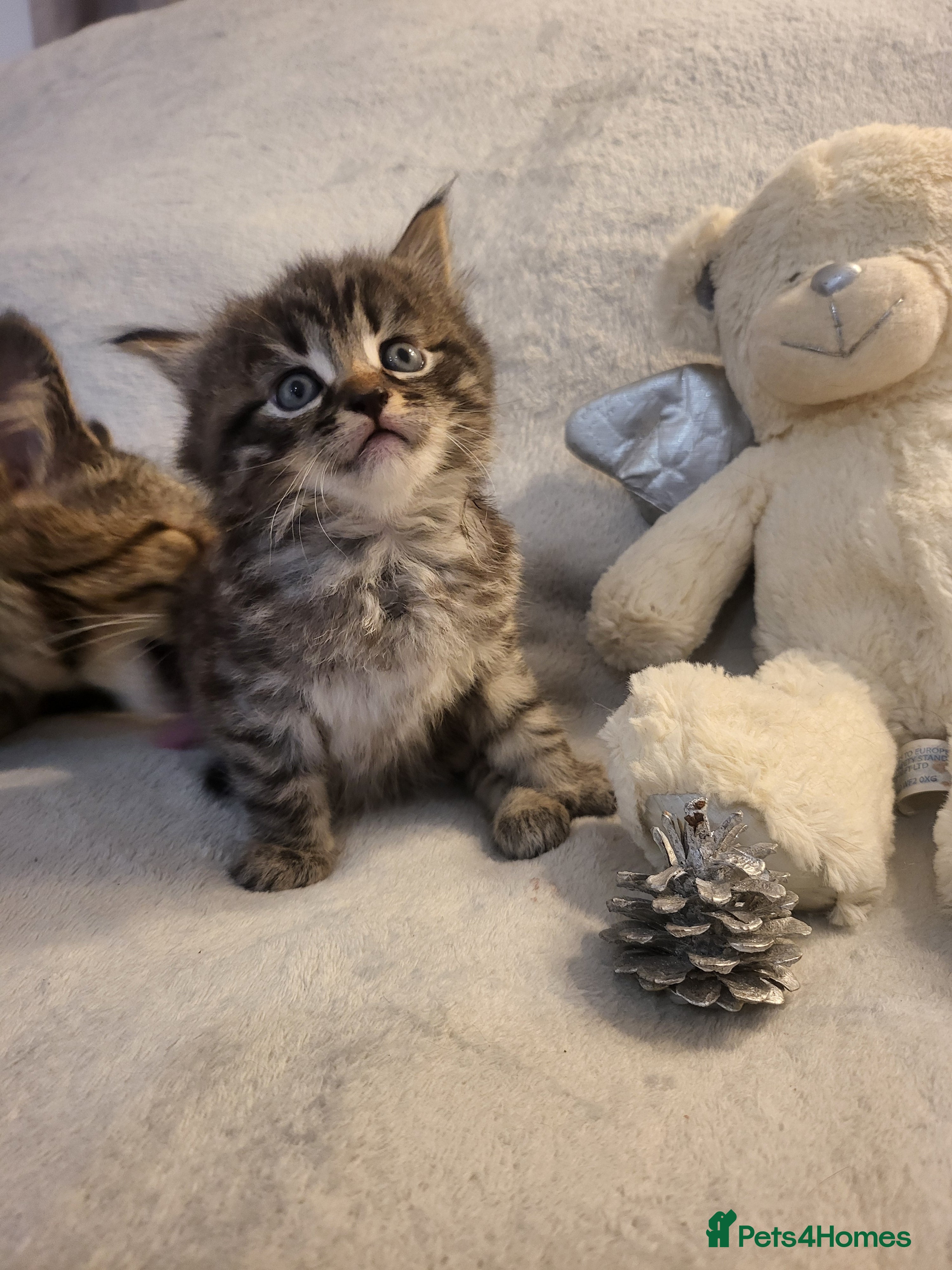 Siberian cats Sweet Little Princess Is Looking for a Loving Home - Advert 6