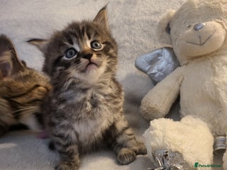 Siberian cats Sweet Little Princess Is Looking for a Loving Home - Advert 2