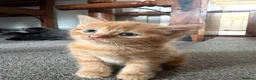 Mixed Breed cats for sale: Beautiful coloured part maincoon babies - Advert 1