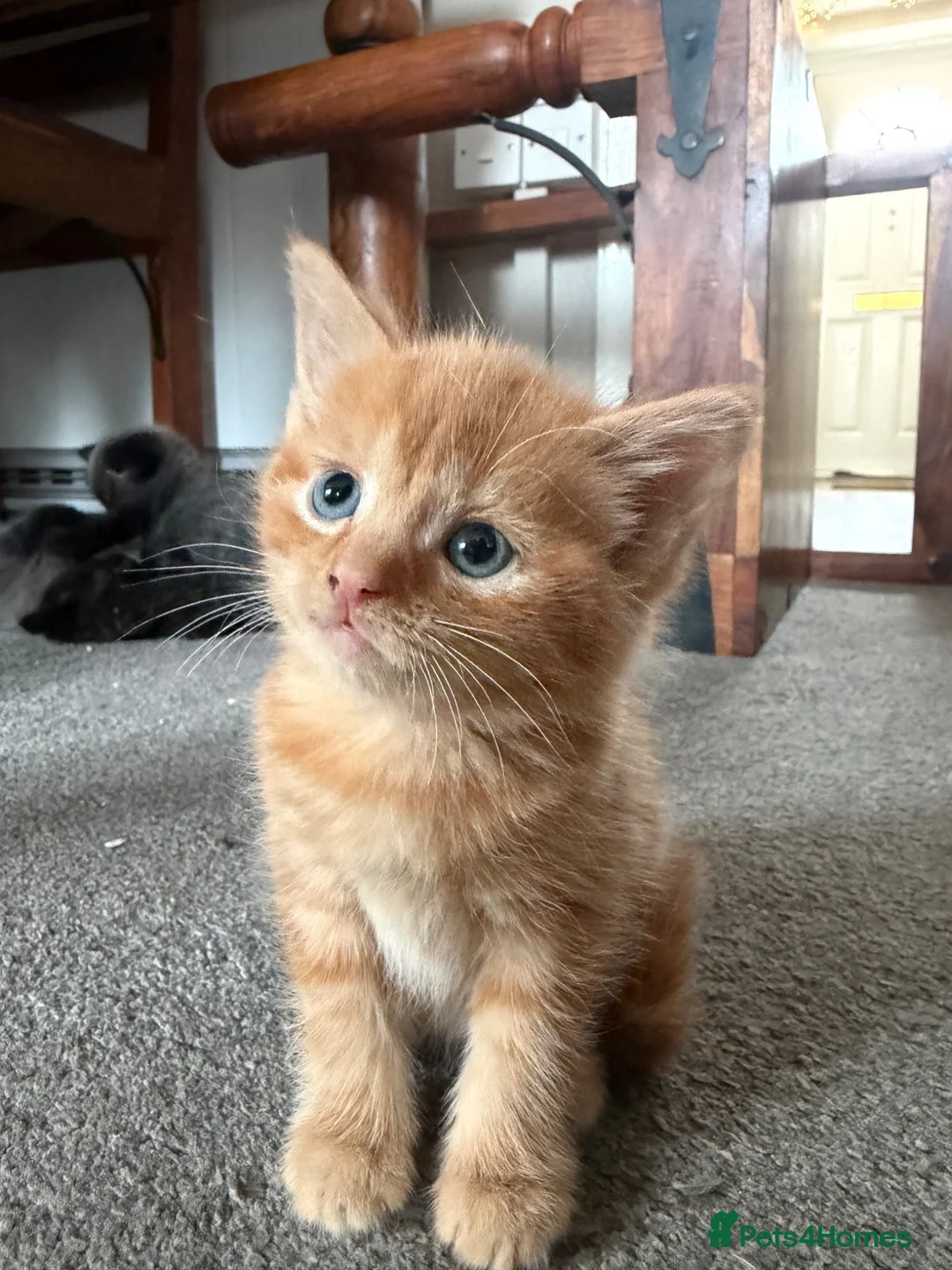 Mixed Breed cats for sale: Beautiful coloured part maincoon babies - Advert 1