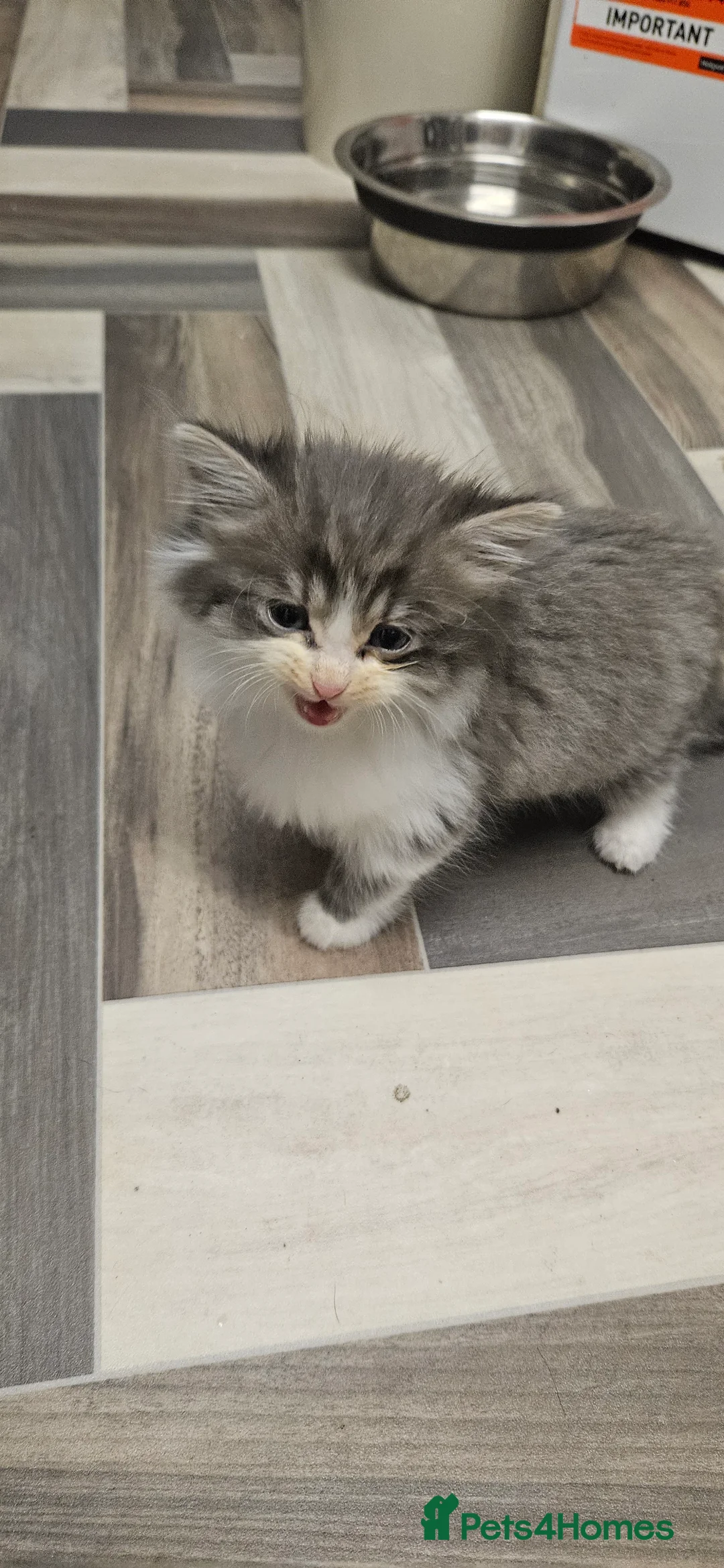 Mixed Breed cats for sale: Munchkin Kittens ready for their forever home - Advert 15