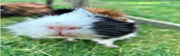 Guinea Pig rodents for sale: Mixed colour  guinea pigs  in Banbury - Advert 4
