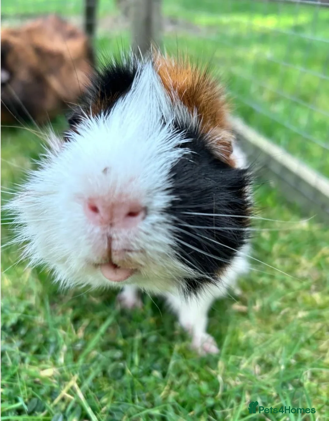 Guinea Pig rodents for sale: Mixed colour  guinea pigs  in Banbury - Advert 4