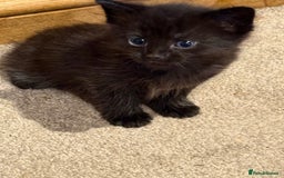 Domestic Shorthair cats for sale: Male and female kittens  - Image 2