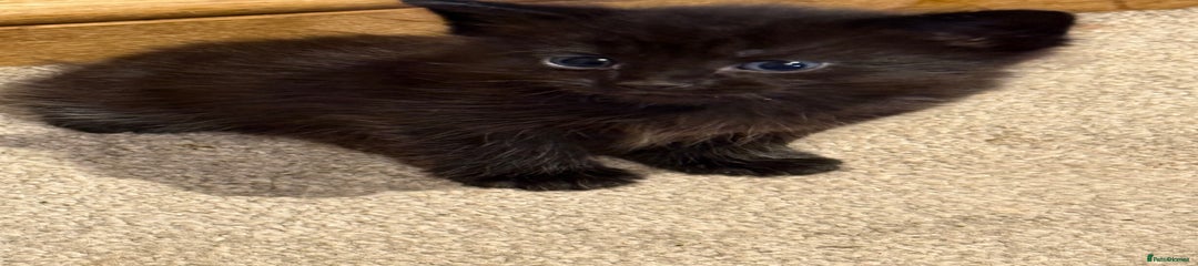 Domestic Shorthair Kitten 1