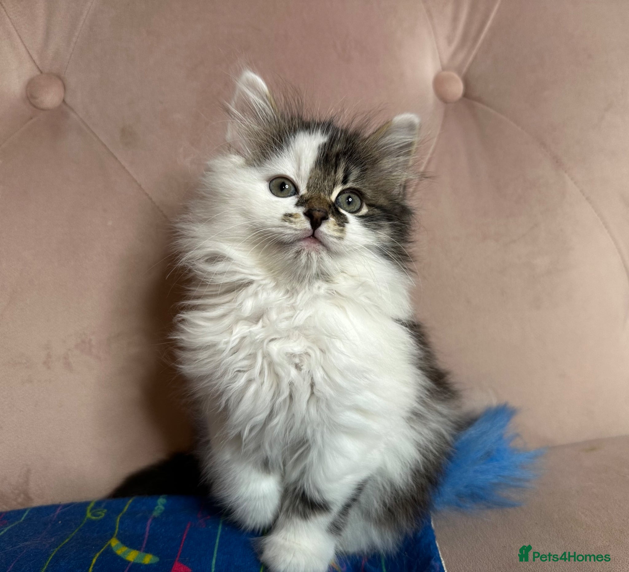 Siberian cats Siberian kittens, Ready Now 😻 - Advert 4