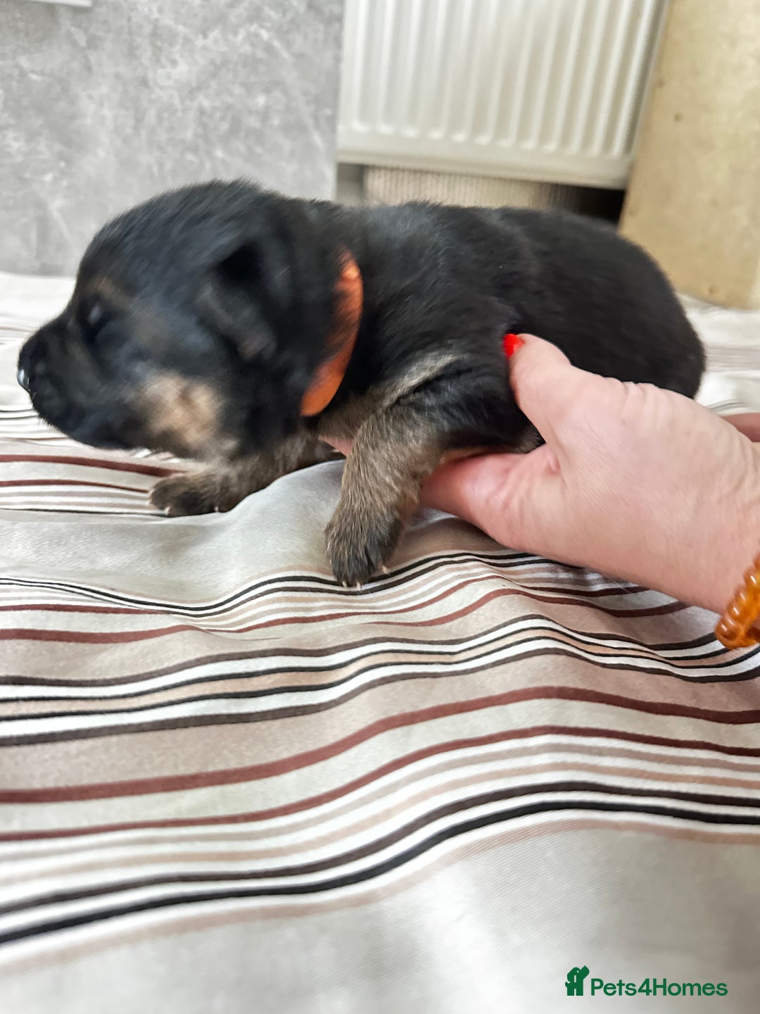 German Shepherd dogs for sale: KC German Shepherd puppies - Image 11