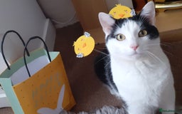 Domestic Shorthair cats for sale: Cat for rehoming  - Image 1