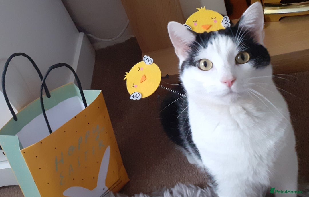 Domestic Shorthair cats for sale: Cat for rehoming  - Image 1
