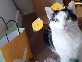 Domestic Shorthair cats - Advert 5