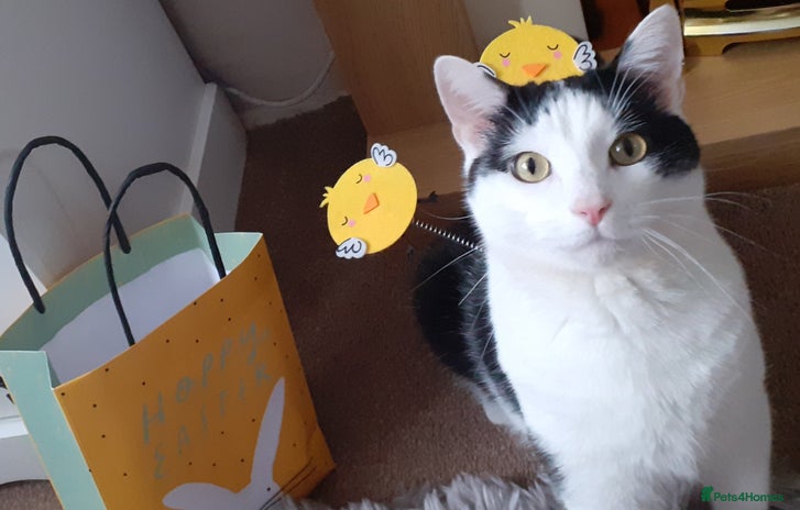 Domestic Shorthair cats - Advert 14