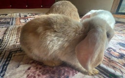 English Lop rabbits for sale: 4 Cute friendly lop bunnies - Image 8