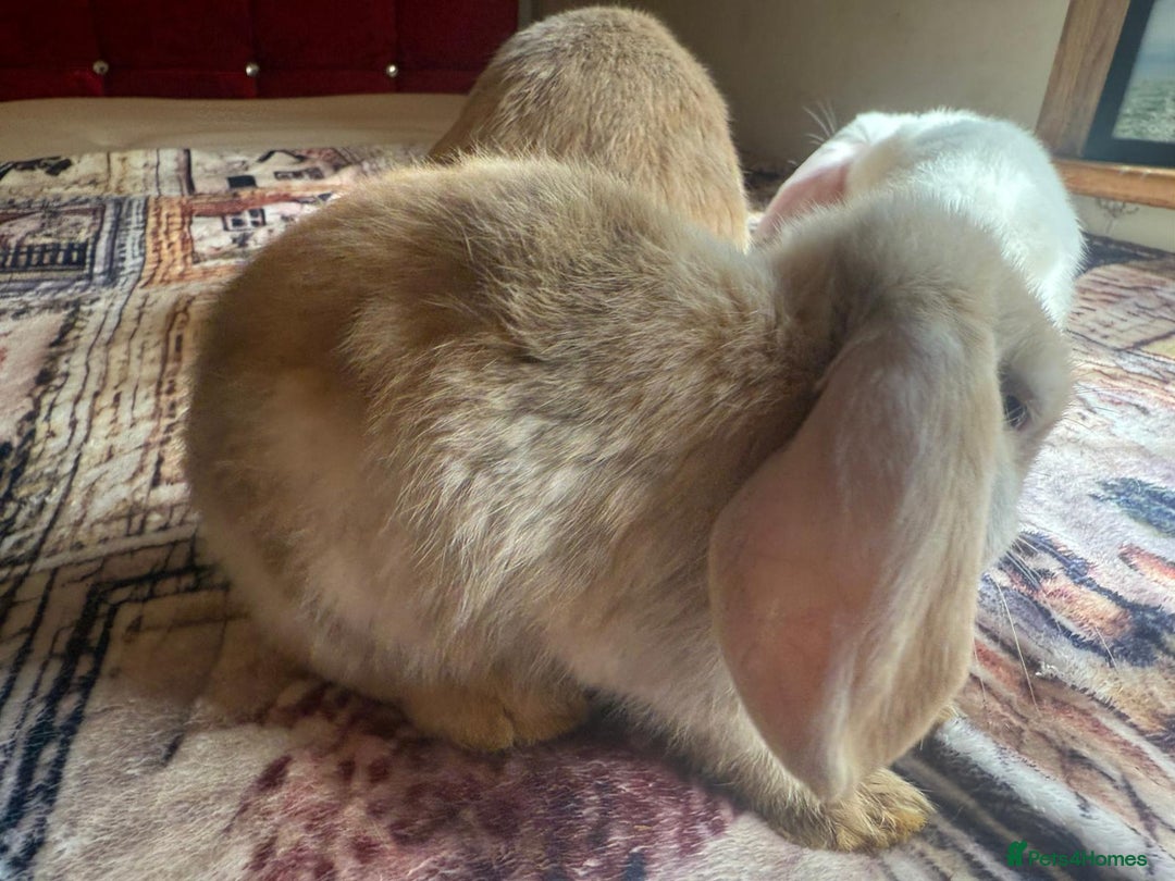 English Lop rabbits for sale: 4 Cute friendly lop bunnies - Image 8