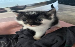 Mixed Breed cats for sale: 4 beautiful boy kittens  - Image 11