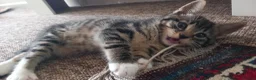 Mixed Breed cats for sale: Beautiful male tabby kitten  - Advert 6