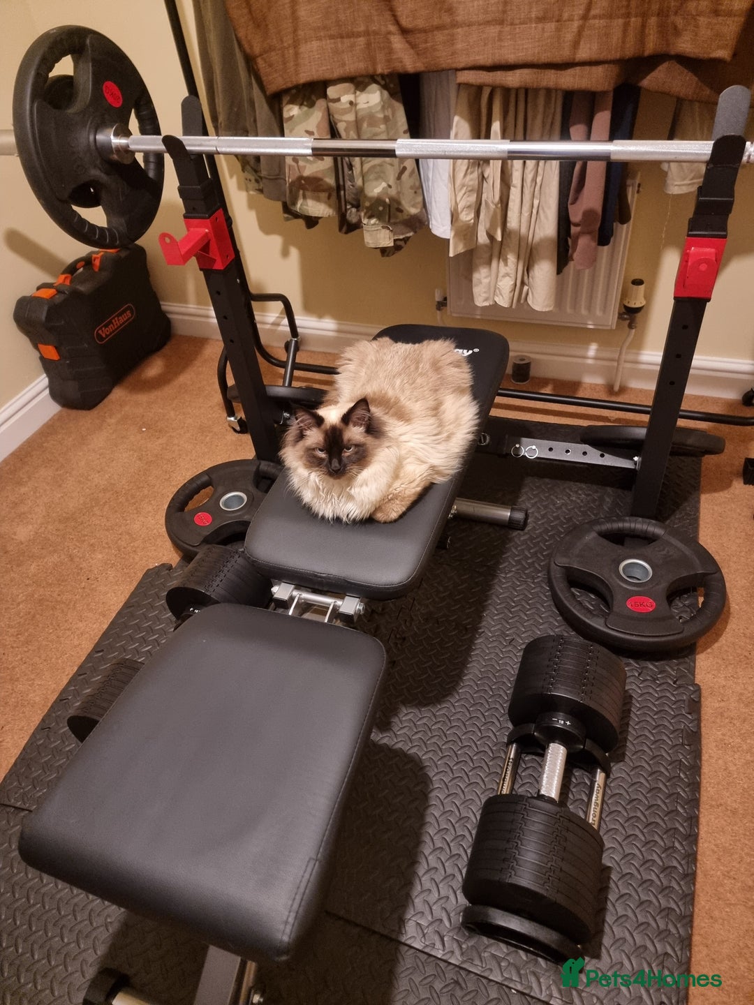 Ragdoll cats for stud: Ollie - Ragdoll Stud Available - Playful & Loving - Image 6