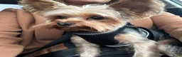 Yorkshire Terrier dogs for sale: Yorkshire terrier  - Advert 3