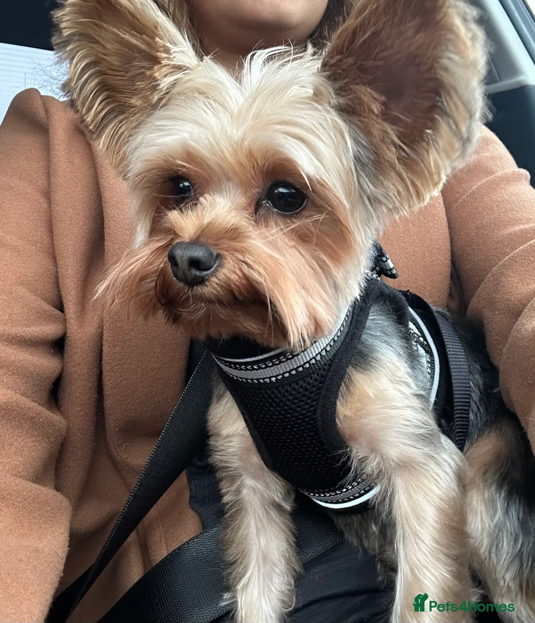 Yorkshire Terrier dogs for sale: Yorkshire terrier  - Advert 3