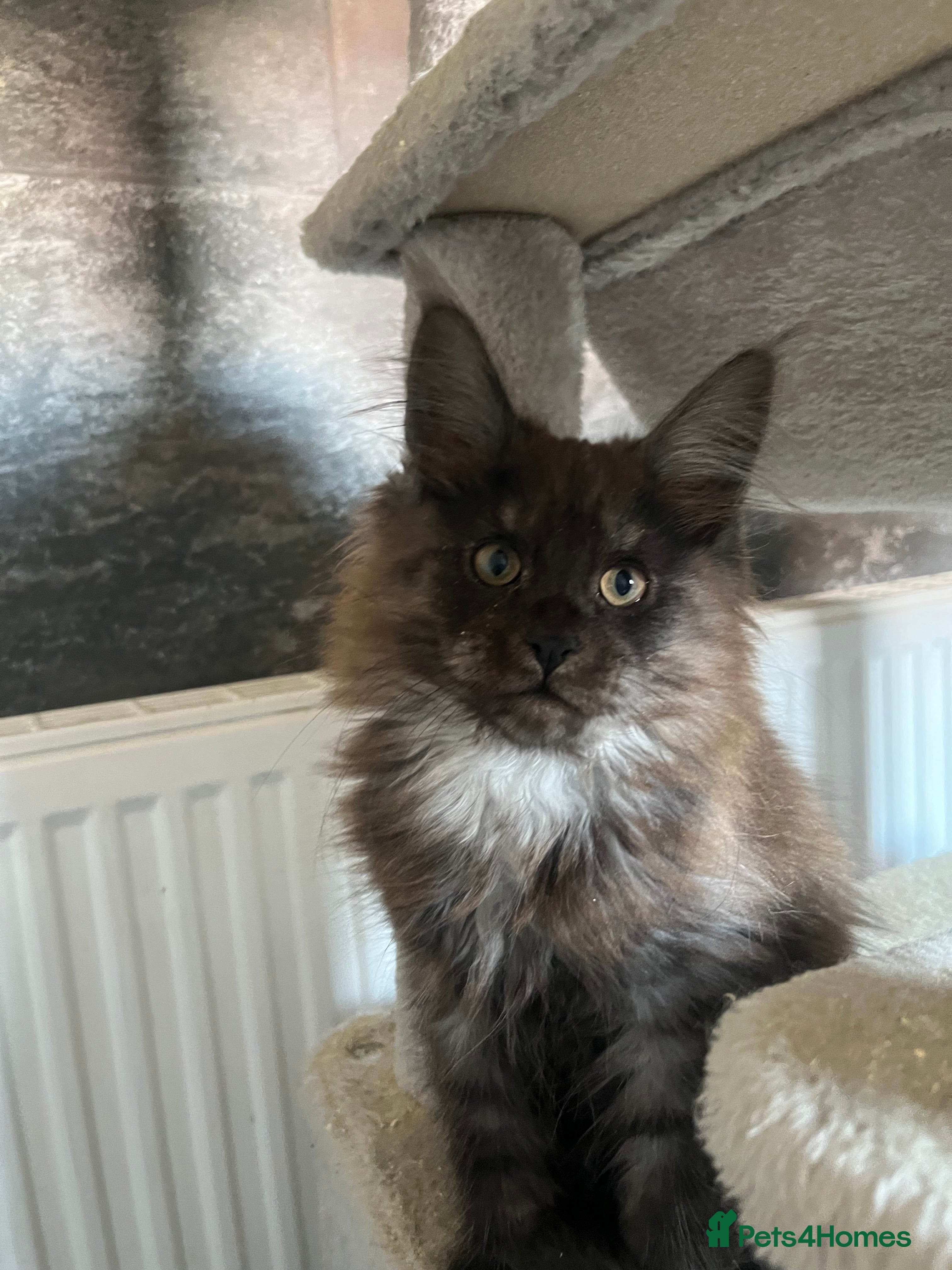 Maine Coon cats XXL Maine coon kittens *1 Female kitten Left* - Advert 1