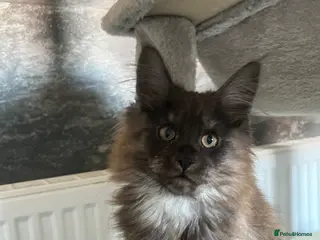 Maine Coon cats XXL Maine coon kittens *1 Female kitten Left* - Advert 1