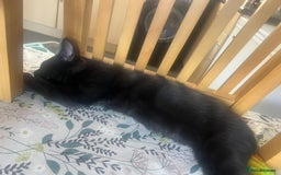 Domestic Shorthair cats for sale: Short haired domestic kittens 1 boy 1 girl in Huntingdon - Image 12