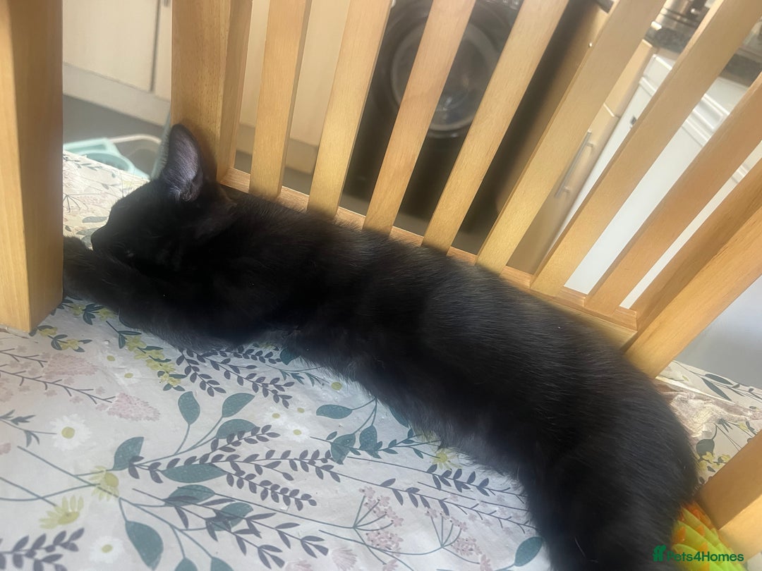 Domestic Shorthair cats for sale: Short haired domestic kittens 1 boy 1 girl in Huntingdon - Image 12