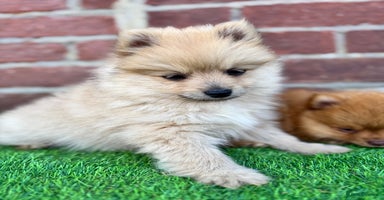 Pomeranian dogs in South Shields - Advert 13