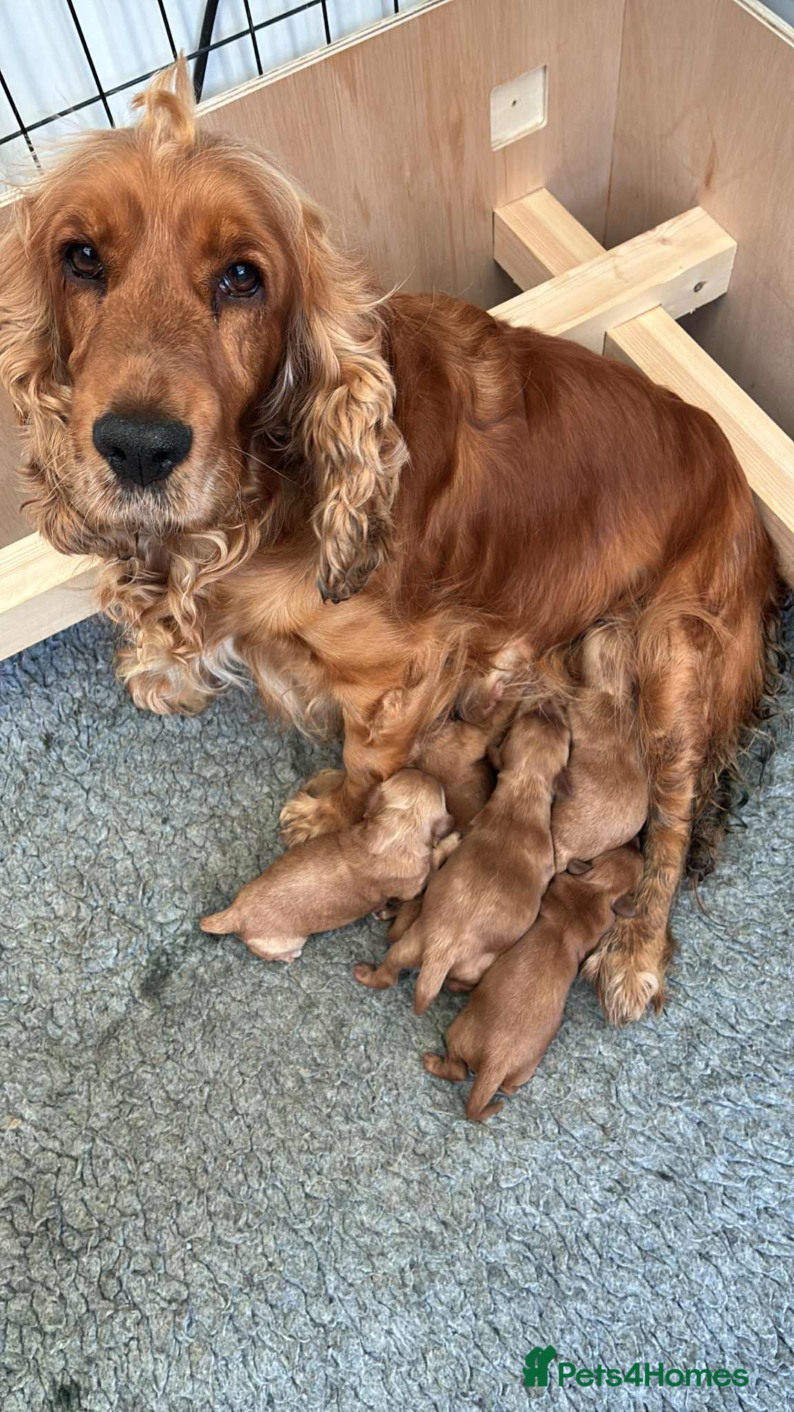 Cockapoo dogs Beautiful Cockapoo puppies - Advert 2