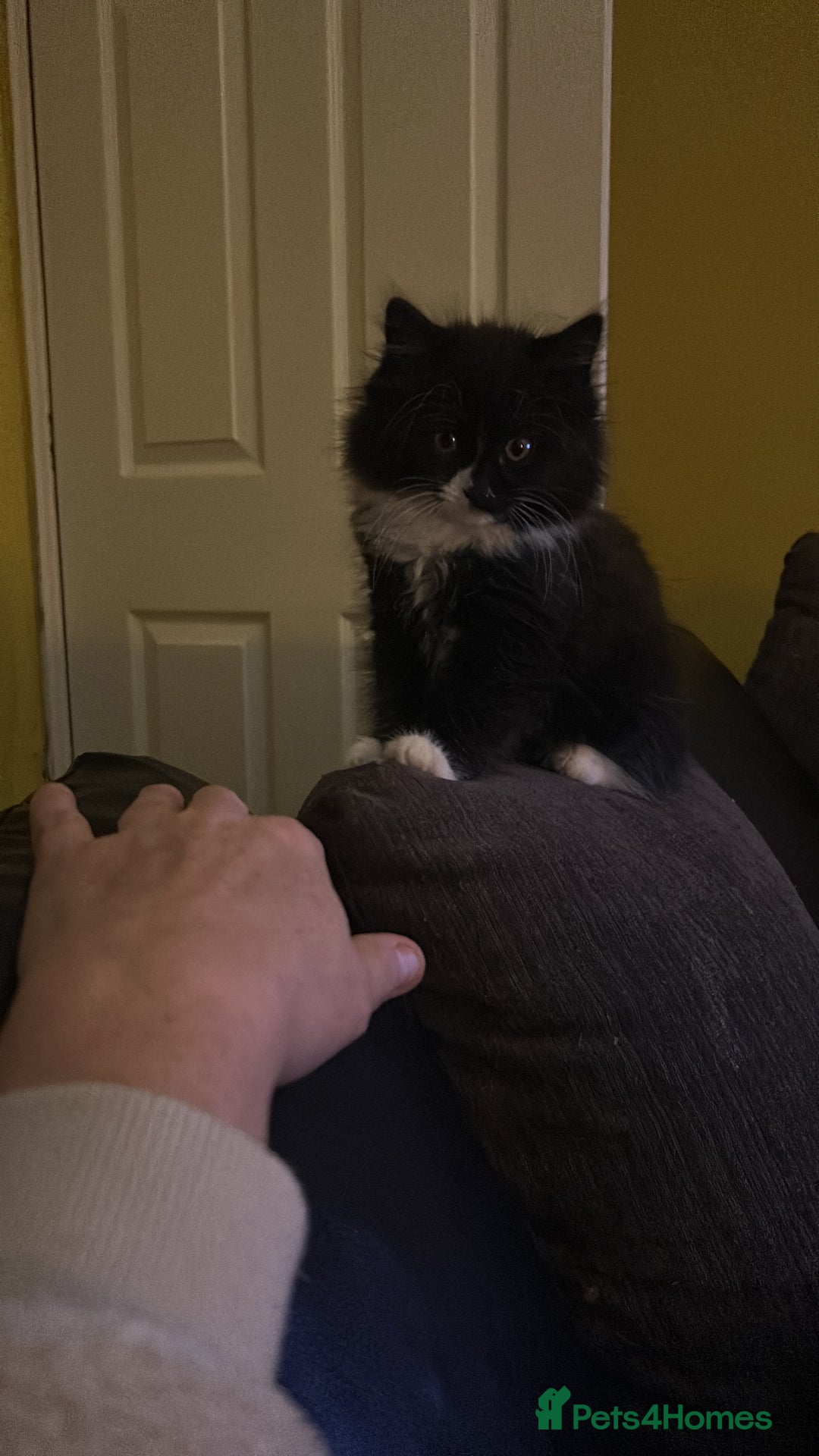 Mixed Breed cats for sale: 2 beautiful girls - Image 2