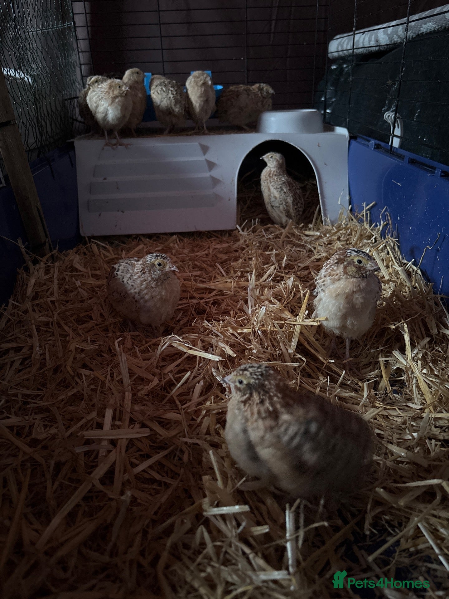 Quail poultry Quail - Advert 1