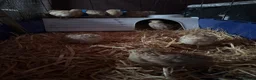 Quail poultry for sale: Quail - Advert 1
