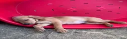 Labrador Retriever dogs for sale: Beautiful female Labrador puppy - last one left - Advert 6
