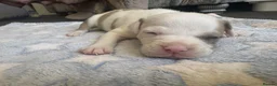 Staffordshire Bull Terrier dogs for sale: Staff puppies for sale  - Advert 29