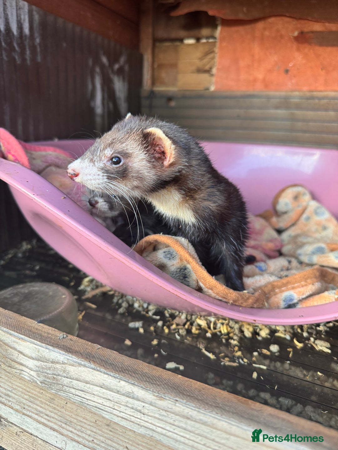 Ferret rodents for sale: Beautiful black ferret kits  - Image 10