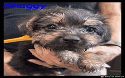 Mixed Breed dogs for sale: Beautiful Borderpoo Puppies – Ready 24th August - Image 21
