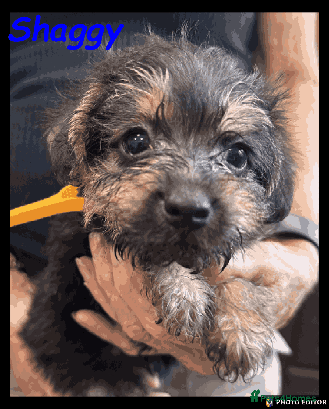 Mixed Breed dogs for sale: Beautiful Borderpoo Puppies – Ready 24th August - Image 21