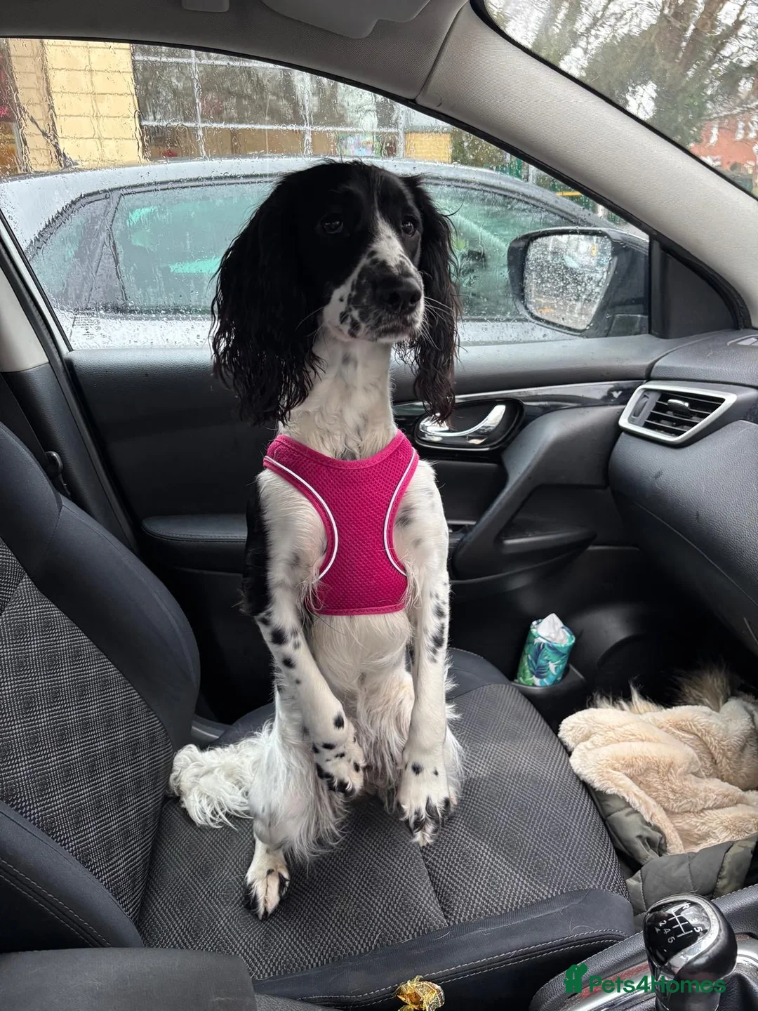 Mixed Breed dogs for sale: One year old mixed girl looking for a loving home in Bognor Regis - Advert 6