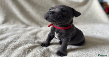 Staffordshire Bull Terrier dogs - Advert 12