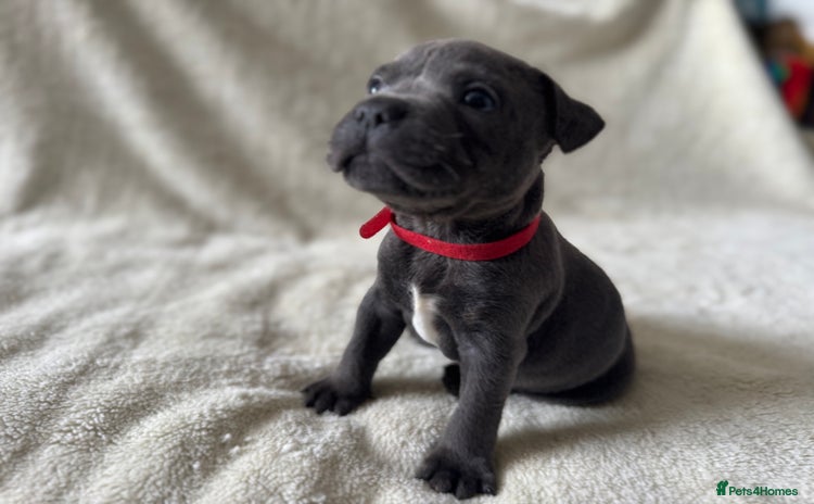 Staffordshire Bull Terrier dogs - Advert 3