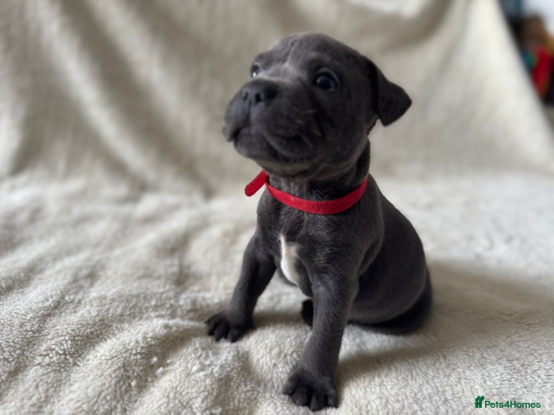 Staffordshire Bull Terrier dogs for sale: One red collar boy left and ready for loving home… - Image 4