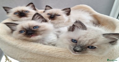 Ragdoll cats - Advert 4