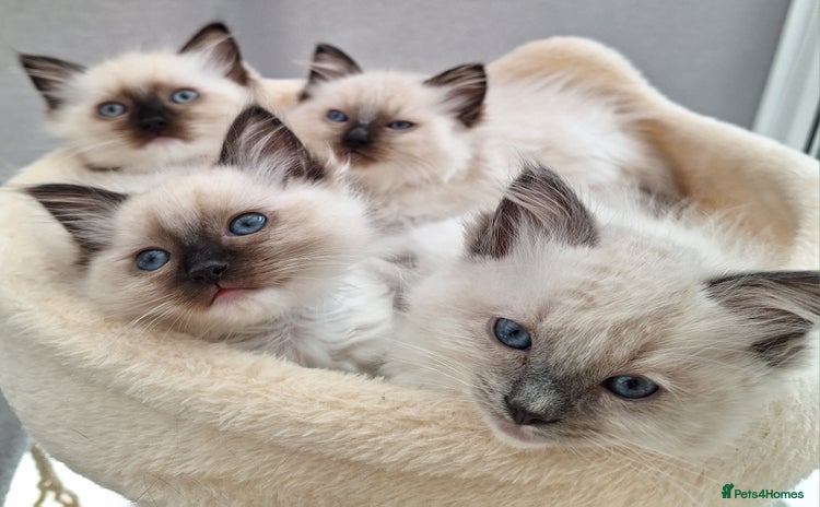 Ragdoll cats - Advert 4