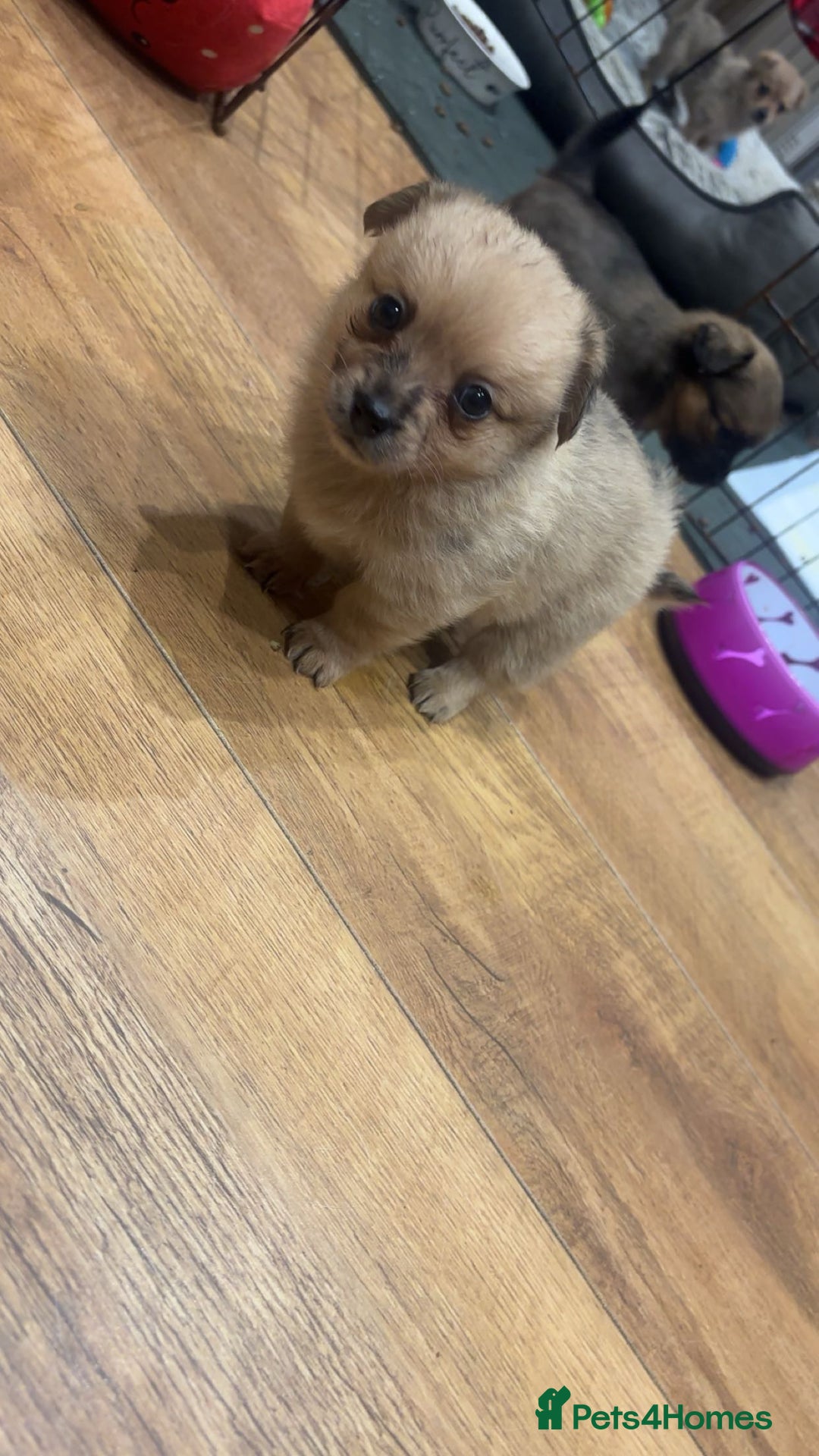 Chihuahua dogs for sale: MERLE CHIHUAHUAS 🐶 2 BOYS 1 GIRL STILL AVAILABLE - Advert 31